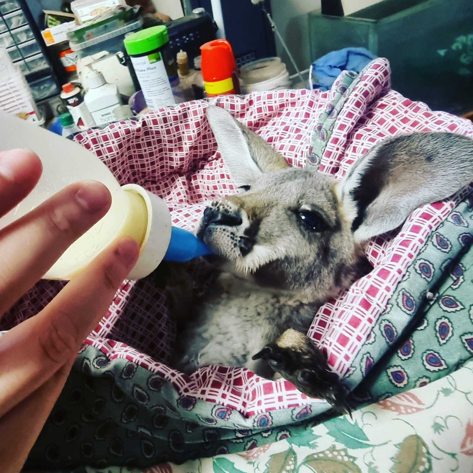 Third Place - Anna Pammit