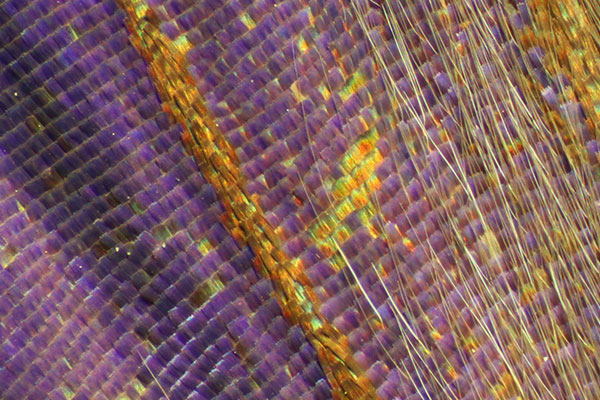 Who's Scales are These by Eli Moore