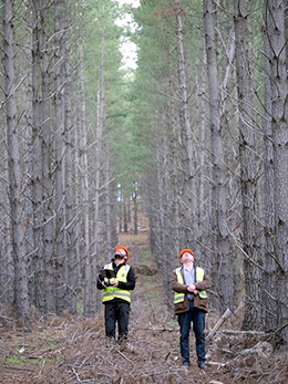 UniSA forestry researchers in Mt Gambier