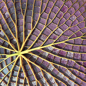 Living on the edge &ndash; supporting life with spiky micro-cones by Argha Chakraborty