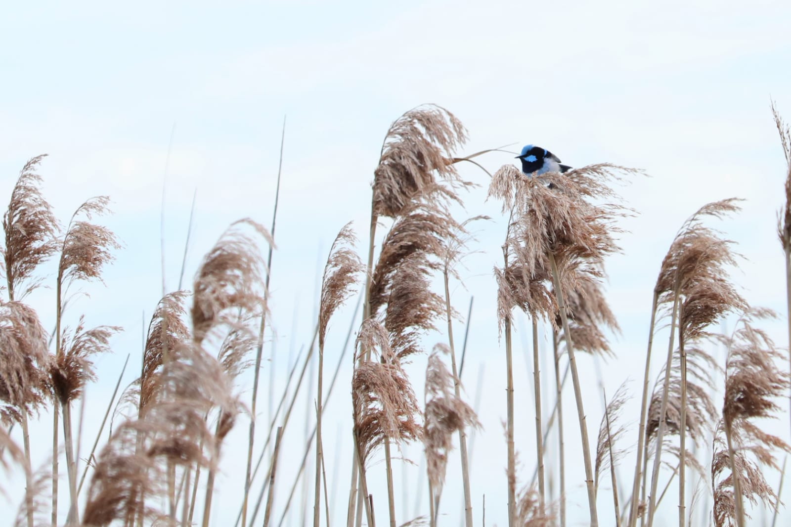 Third Place - Megan Le Clercq