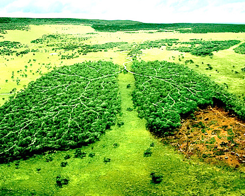 deforestation and lungs