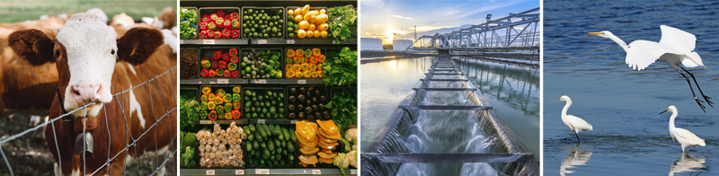 Agriculture images representing meat and livestock, food, water and environments.