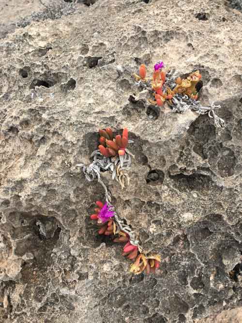 Plant life along that coastline where upwelling occurs.