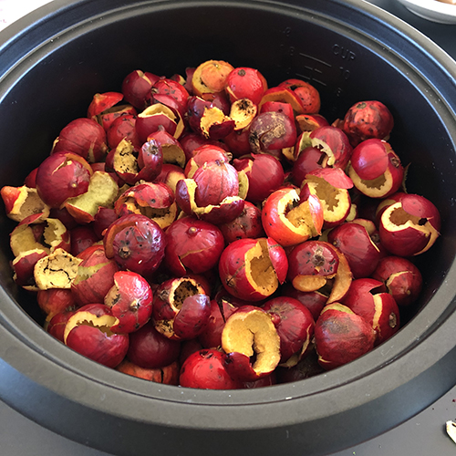 Quandong ready for care