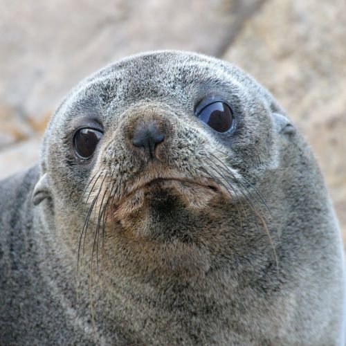 Fur seal on rock