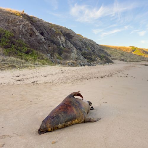 Dead seal washed up on beach near Victor Harbor