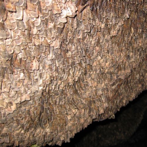 Bogong Moths on Cave Wall_500x500.jpg
