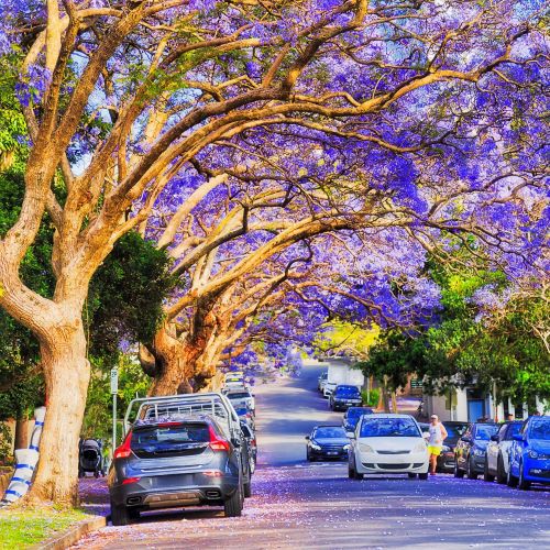 Jacarandas_500x500.jpg