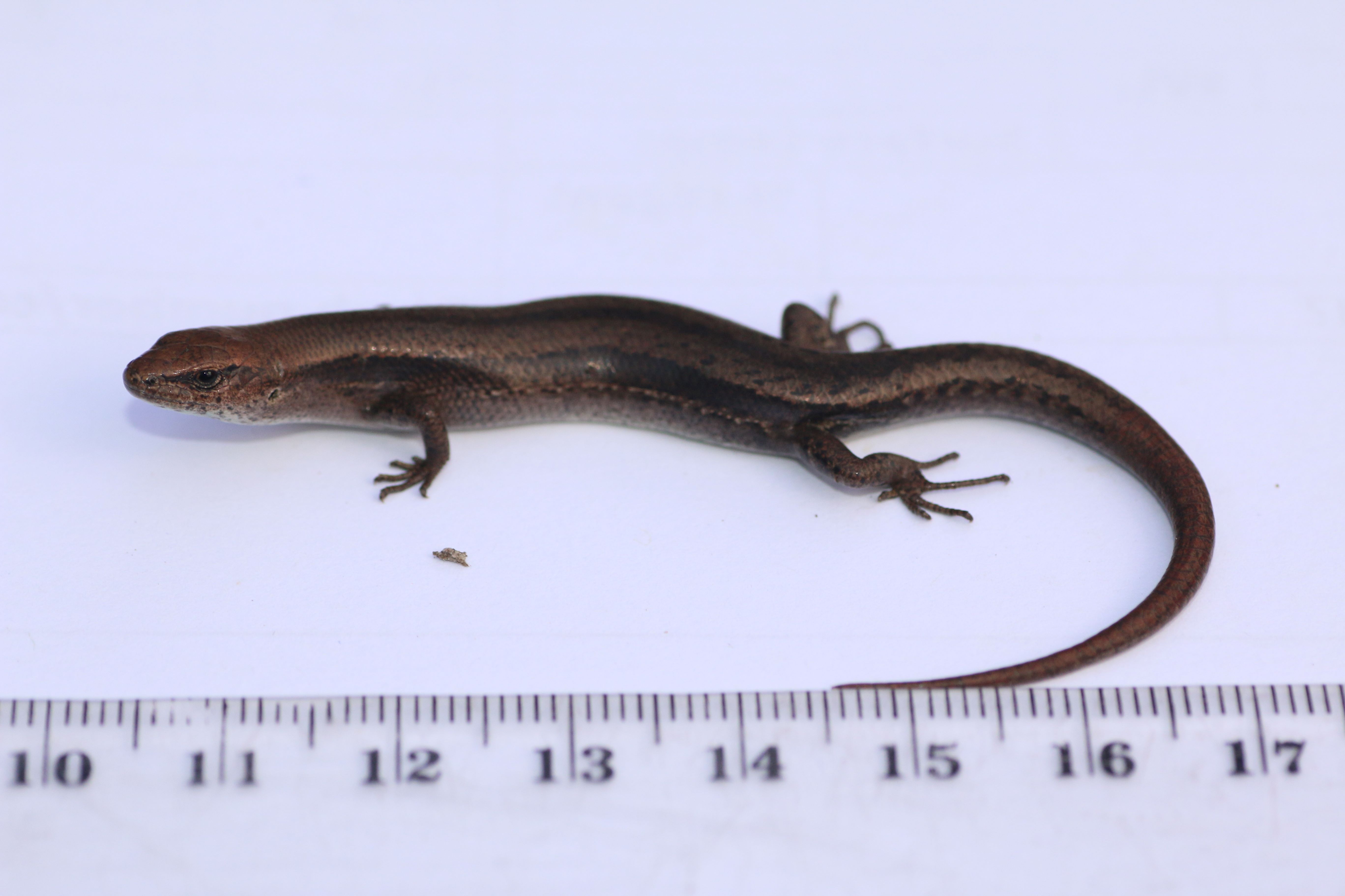 Lampropholis guichenoti.JPG