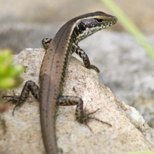 Skink_500x500.jpg