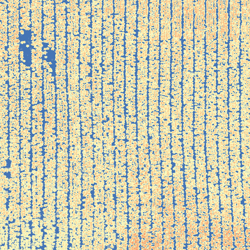 Pine Trees from Above by Stefan Peters